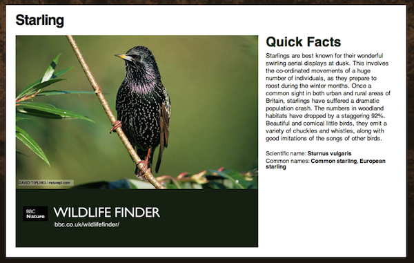 Starling information from the BBC Wildlife Finder