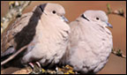 The Collared Dove.