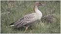 Goose