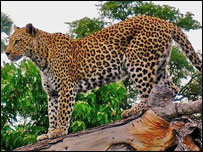 باغ وحش کابل