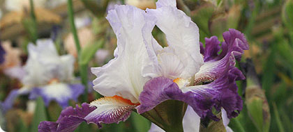 News (image: Iris)