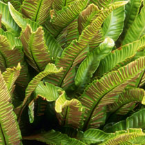 Asplenium scolopendrium
