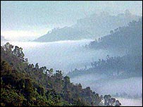 جنگل های حاره ای