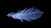 Feather