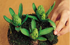 Young hyacinth plants in bowl