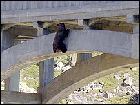 Urso luta contra a morte pendurado em ponte dos EUA