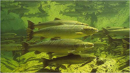 Atlantic Salmon c/o Gilbert van Ryckevorsel