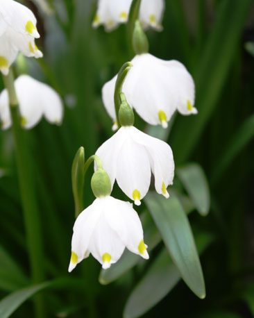 Snowdrops in Edinburgh, courtesy of Peter Whelpdale