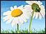 Daisys