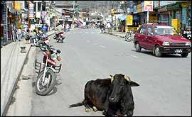 Sacred cow lying in a busy street