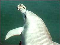 Delfín s houbo na čumáku