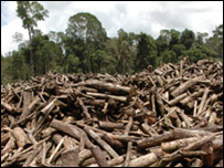 Yağmur ormanlarından kesilmiş ağaçlar