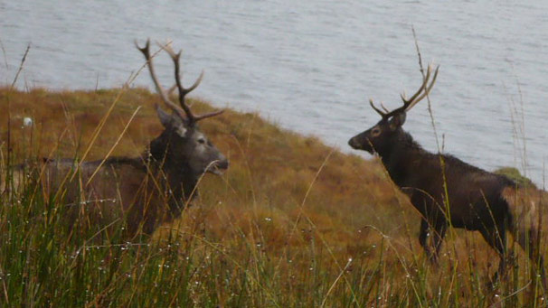 Two stags