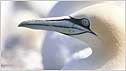 Gannets c/o RSPB Images and Andy Hay