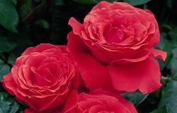 Rosa 'Fragrant Cloud'