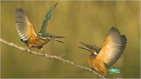 Kingfishers c/o Don Davis