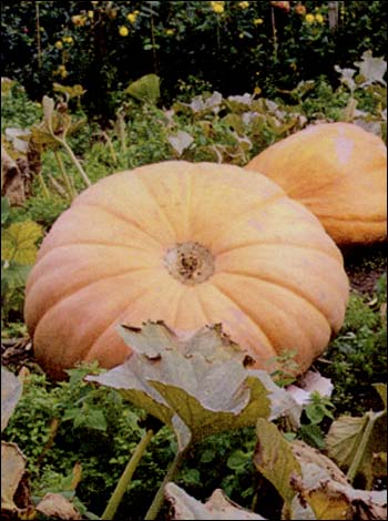 Pumpkin Club, Boot Inn, Berwick Saint James