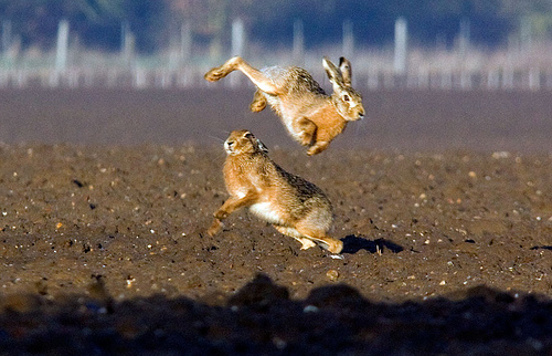 Jumping mad March hares by old bill uk