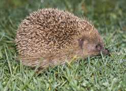 A hedgehog. (c) BBC
