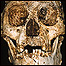 Crânio do Homo floresiensis