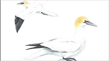 Gannets c/o RSPB Images and Mike Langman