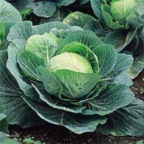 Summer cabbage 'Stonehead'. Image supplied by Dobies