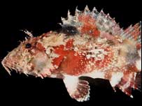 Nova espécie de peixe-escorpião (foto: Bill Eschmeyer e John E. Randall) 