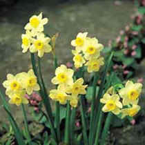 Narcissus 'Minnow'
