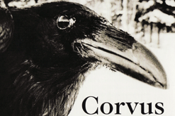 Corvus Book Cover