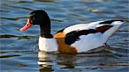 Shelduck. Photo: Andrew Davies