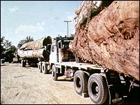 Caminhão com árvore derrubada