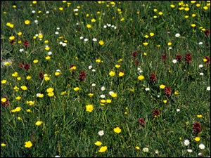 Carpet of flowers Photo courtesy of RSPB