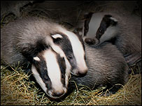 Badger cubs in the sett
