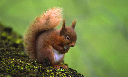 Red Squirrel