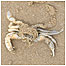 Crab
