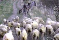 Gyrru'r praidd - llun o'r arddangosfa