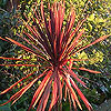 Cordyline australis 'Purpurea Group'