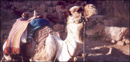 西奈山中的骆驼