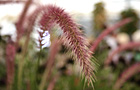 Pennisetum setaceum 'Rubrum'