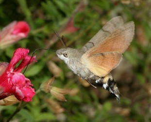 Humming-bird Hawk-moth by David Green