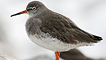 Redshank