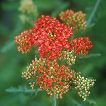 Achillea 'Feuerland'