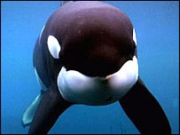 Orka olarak da bilinen katil balinalar