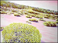 Duet Landscape by Sophie Maritt (detail)