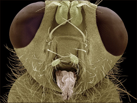 Imagem microscópica de uma mosca da espécie 'Scathophaga stercoraria' (Foto: Steve Gschmeissner / Science Photo Library)