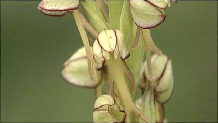 Man Orchid