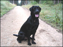 Moby the guide dog in the forest.