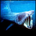 Basking Shark