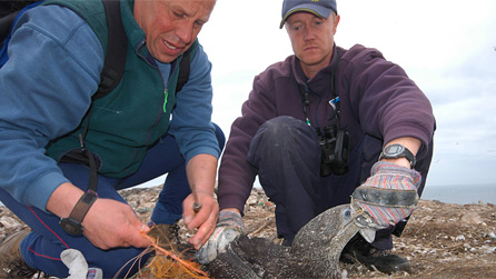 A young gannet being cut free from plastic on Grassholm - image by RSPB Cymru