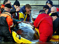 救援人员挽救鲸鱼现场